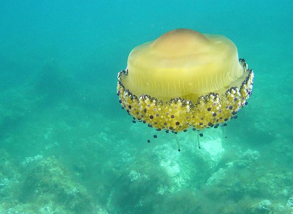 ˮĸ����ֵĄ���